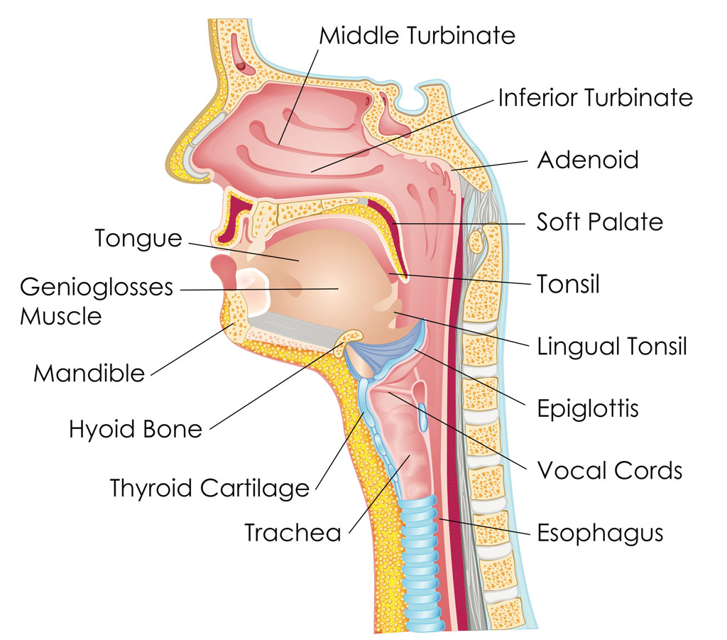 Anatomy of the Throat Diagram | Best ENT