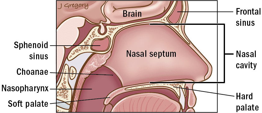 Anatomy of the nose | Best ENT NYC