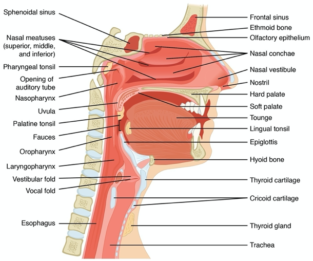 Common Ear Nose and Throat Issues in Children