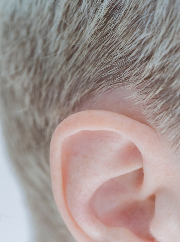 Anatomy of the Ear | ENT Information